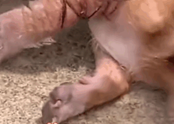 M1010001_Animal rescue#rescuedog #dogrescue #dogsoftiktok #foryoupage #foryou #dogs _part2