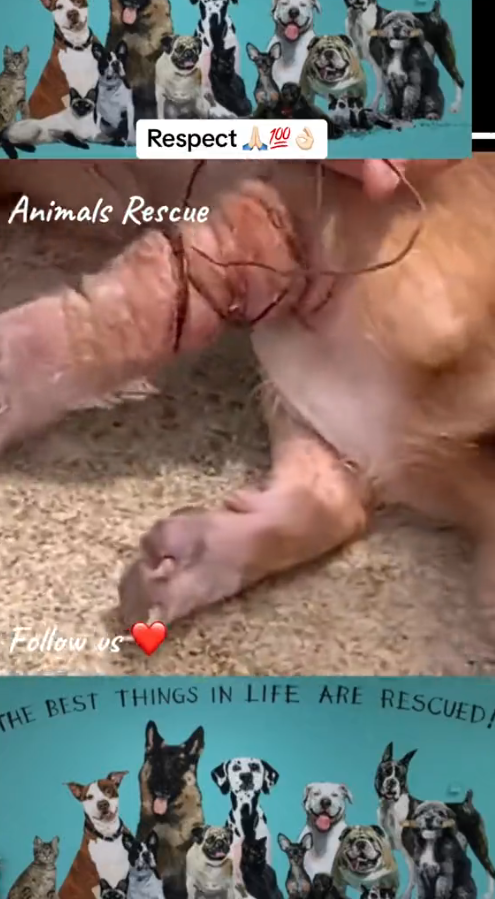 M1010001_Animal rescue#rescuedog #dogrescue #dogsoftiktok #foryoupage #foryou #dogs _part2
