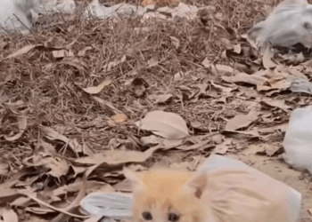 M1510007_Keep kittens in plastic bags on either side of the road_part2