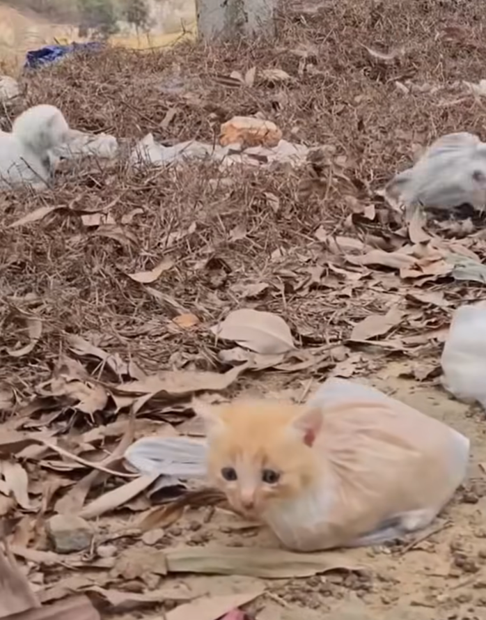 M1510007_Keep kittens in plastic bags on either side of the road_part2