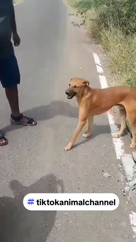 M1710001 Animal Rescue#animalsoftiktok #animal #cuuhodongvat #dog #thegioidongvat part2