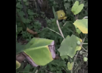 M1510017_Maruya discovery and rescue_part2