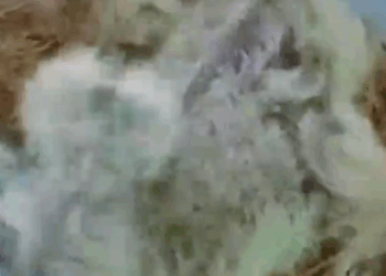 M1710008_rescue poor Dove two eegs two babys Dove #cutebabys #pet #Dove #fyp _part2