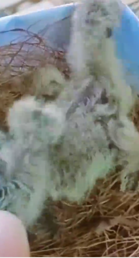 M1710008_rescue poor Dove two eegs two babys Dove #cutebabys #pet #Dove #fyp _part2