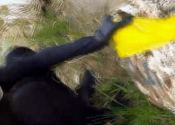 M9010011_Rescue a puppy #puppy #rescue #animal #rescueanimals #dog _part2