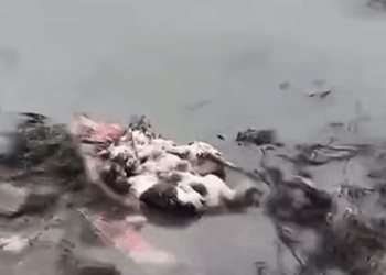 M1910007_Timely Rescue of Dying Kittens in the Ditch_part2