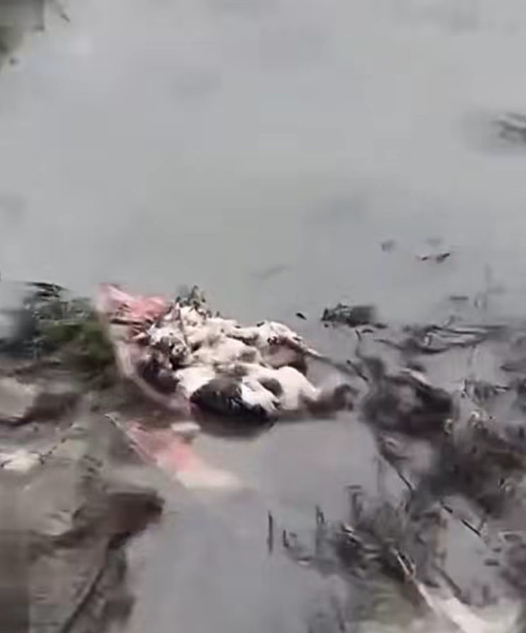 M1910007_Timely Rescue of Dying Kittens in the Ditch_part2