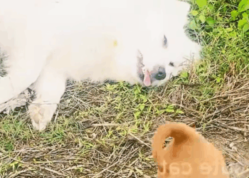 M1910003_The great mother dog devotedly cared for her puppies until she was exhausted and passed out, and the puppies stayed by her side, never leaving he_part2