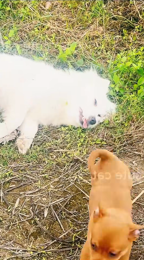 M1910003_The great mother dog devotedly cared for her puppies until she was exhausted and passed out, and the puppies stayed by her side, never leaving he_part2