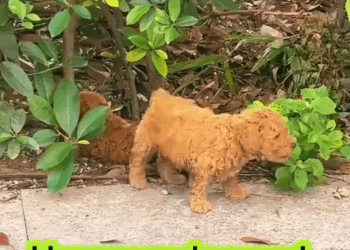 M1010016_Watch till the end 🙏 #rescue #rescuedog #rescuepuppy #puppy #dog #puppytiktok #dogsoftiktok #savepuppy #animallover _part2