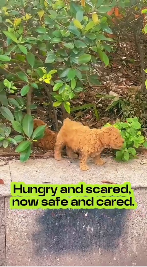 M1010016_Watch till the end 🙏 #rescue #rescuedog #rescuepuppy #puppy #dog #puppytiktok #dogsoftiktok #savepuppy #animallover _part2