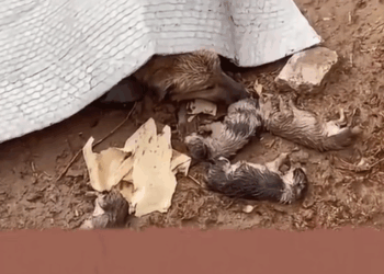 M1910019_Mother dog abandoned in heavy rain, very cold, exhausted still trying to protect her newborn puppies! #rescue #rescuedog #rescuepuppy #puppy #dog_part2