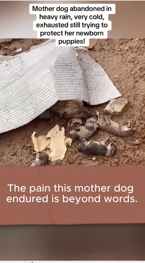 M1910019_Mother dog abandoned in heavy rain, very cold, exhausted still trying to protect her newborn puppies! #rescue #rescuedog #rescuepuppy #puppy #dog_part2