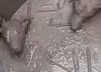 M1910010_Estos perritos terminaron al fondo de un pozo tras las lluvias, ya casi no les quedaba energía, pero cuando parecía no haber más esperanza, ocurr_part2