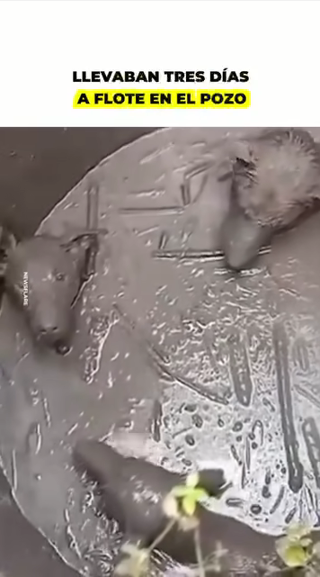 M1910010_Estos perritos terminaron al fondo de un pozo tras las lluvias, ya casi no les quedaba energía, pero cuando parecía no haber más esperanza, ocurr_part2