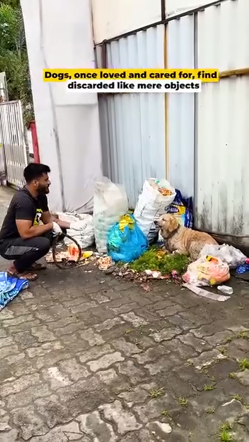 M1910028_47K views Reel by Dog Caring Shelter_part2