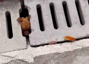 M1910040_Man Rescued Two Puppies From Sewer!🥺_part2