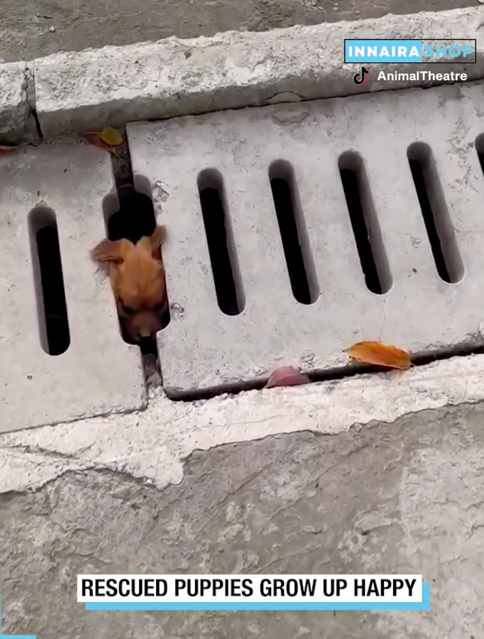 M1910040_Man Rescued Two Puppies From Sewer!🥺_part2