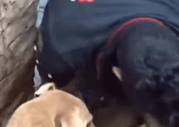 Mother dog helps rescuers dig her buried puppies!Help animals #8k…_part2