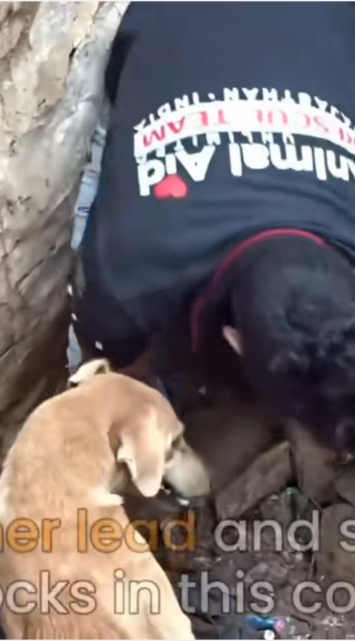 Mother dog helps rescuers dig her buried puppies!Help animals #8k…_part2