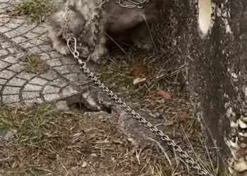 On way home after work, in middle of cold winter, tempe…_part2