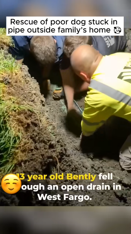 Rescue dog Thanks you every one #dog #rescue_part2