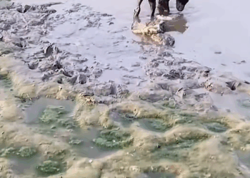 Rescue dog was unfortunately stuck in mud#animals #rescu…_part2