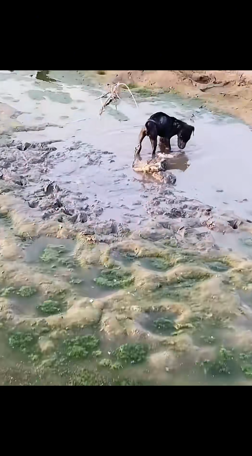 Rescue dog was unfortunately stuck in mud#animals #rescu…_part2