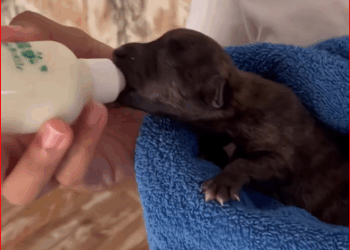 journey of love We rescued Snoopy as little orphaned baby from…_part2