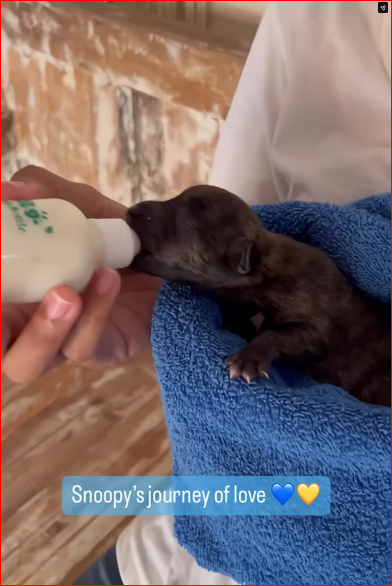 journey of love We rescued Snoopy as little orphaned baby from…_part2