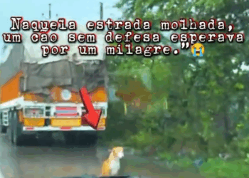 M3009005_cão deficiente é resgatado em meio tempestade #AmorQueResgata #AjudeUmAnimal #ProteçãoAnimal #fyp #CapCut _part2