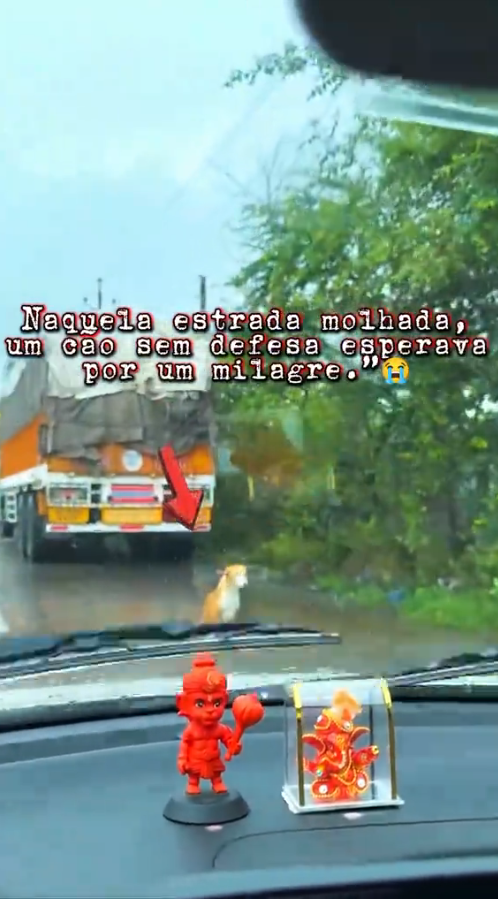 M3009005_cão deficiente é resgatado em meio tempestade #AmorQueResgata #AjudeUmAnimal #ProteçãoAnimal #fyp #CapCut _part2