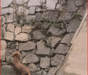 OMG #pet #xuhuong #fyp #trending #dog_part2