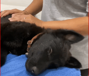 rescue happy end morning after stormy night, pu…_part2