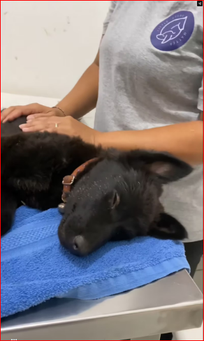 rescue happy end morning after stormy night, pu…_part2