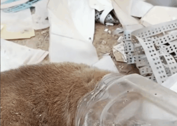M2410010_The poor little stray dog ​​wandered around the garbage dump rummaging for food_part2