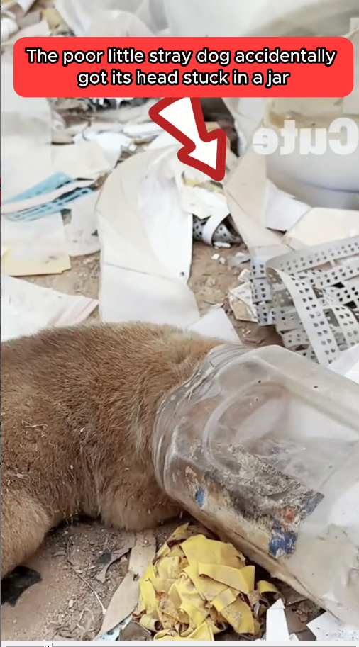 M2410010_The poor little stray dog wandered around the garbage dump rummaging for food_part2