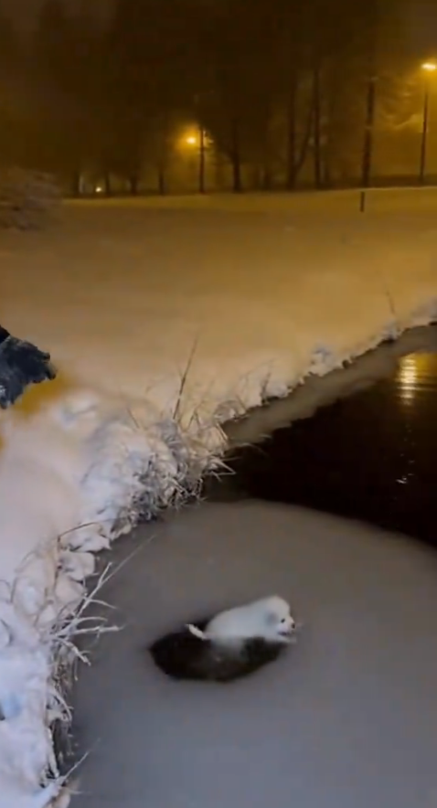 M2410009_Cold Blue Night Rescue 💙🐾 #CatRescue #WinterStory #RescueCat #AdoptDontShop #HeartTouching _part2