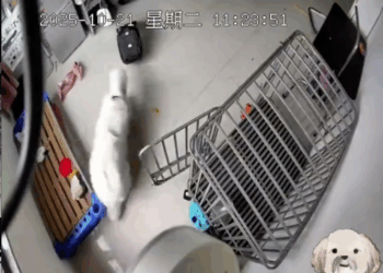 M2410003_#seguridadcanina #accidentesdemascotas #mascotas #Rescate #amoamimascota TESTIMONIO ¡Estaba aterrorizada! Casi pierdo a mi cachorro para siem_part2