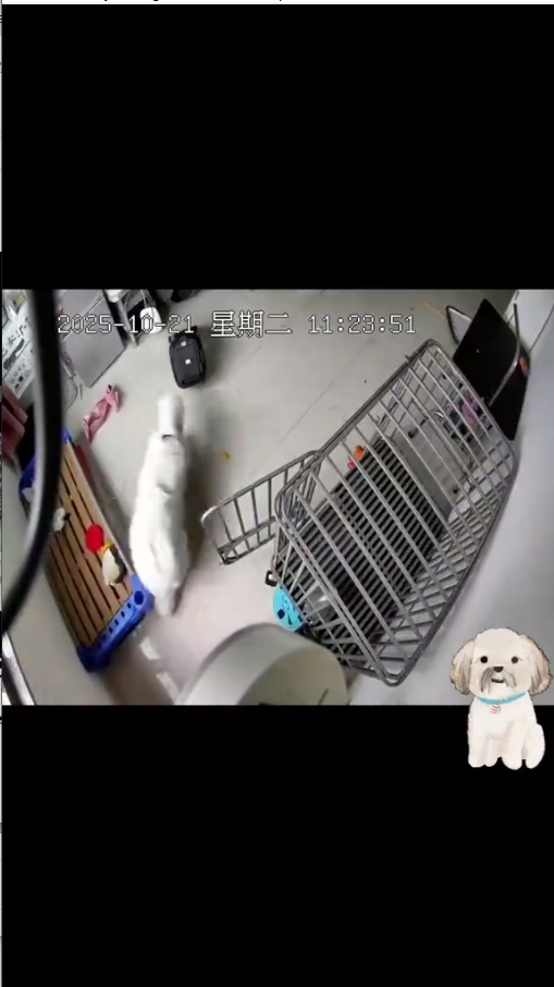 M2410003_#seguridadcanina #accidentesdemascotas #mascotas #Rescate #amoamimascota TESTIMONIO ¡Estaba aterrorizada! Casi pierdo a mi cachorro para siem_part2