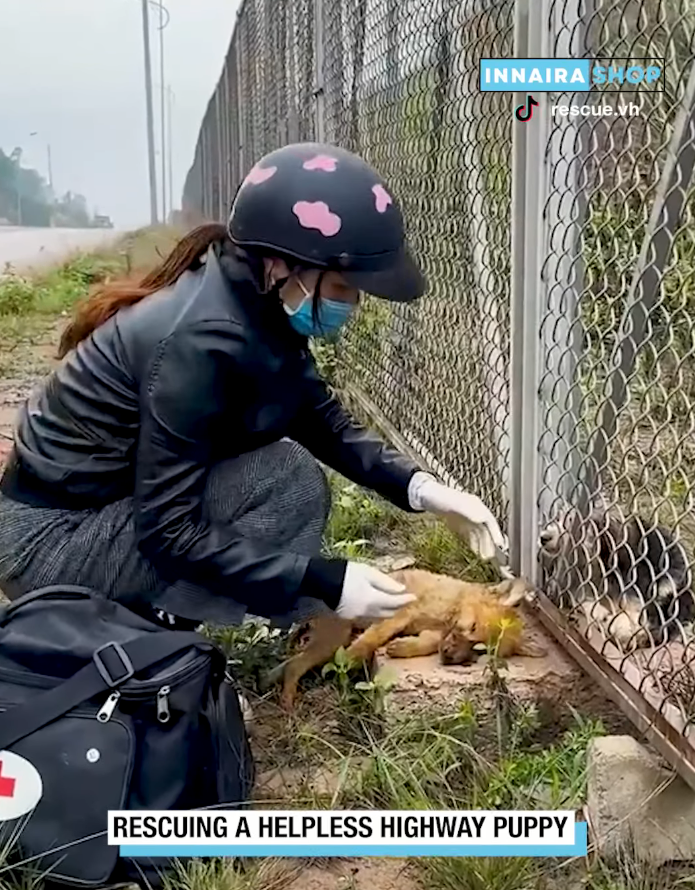 M1910042_Rescuing a Helpless Highway Puppy 🐶_part2