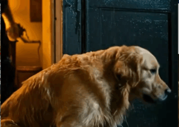 M2410015_You Won’t Believe What This Brave Dog Did in the End 😭#rescue #animals #dogs #dogsoftiktok #usa _part2