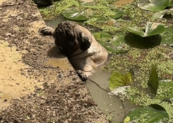 M1010007_ Can anyone help this poor dog?#pet #xuhuong #fyp #trending #dog _part2