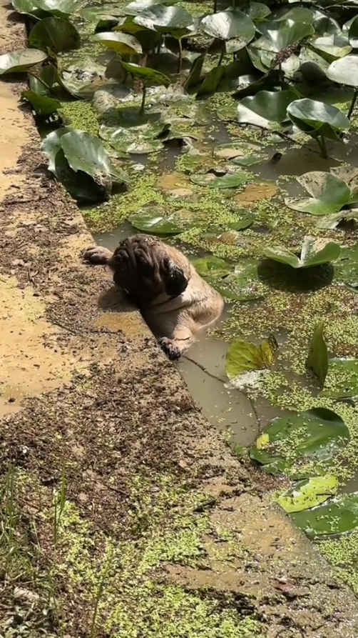 M1010007_ Can anyone help this poor dog?#pet #xuhuong #fyp #trending #dog _part2