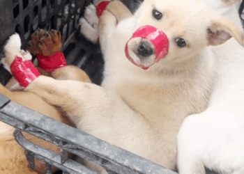 M2410013_while i was taking out the trash i saw these three poor little dogs and i decided to adopt them.#dog #poordog #rescue dog #dogvideos #dogsoftikto_part2