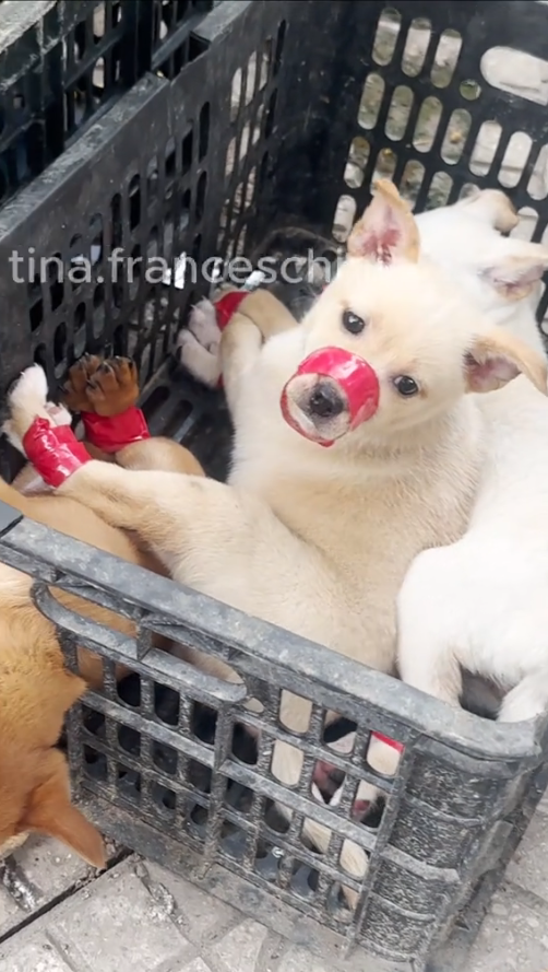 M2410013_while i was taking out the trash i saw these three poor little dogs and i decided to adopt them.#dog #poordog #rescue dog #dogvideos #dogsoftikto_part2