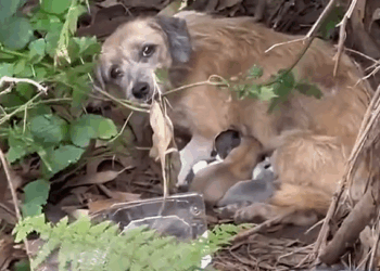 M2410022_O olhar de uma mãe fala tanto 💔 #resgateanimal #rescuepuppy #pet #adote #puppy #fypシ #resgatedeanimais #maede4patas🐶❤️ _part2