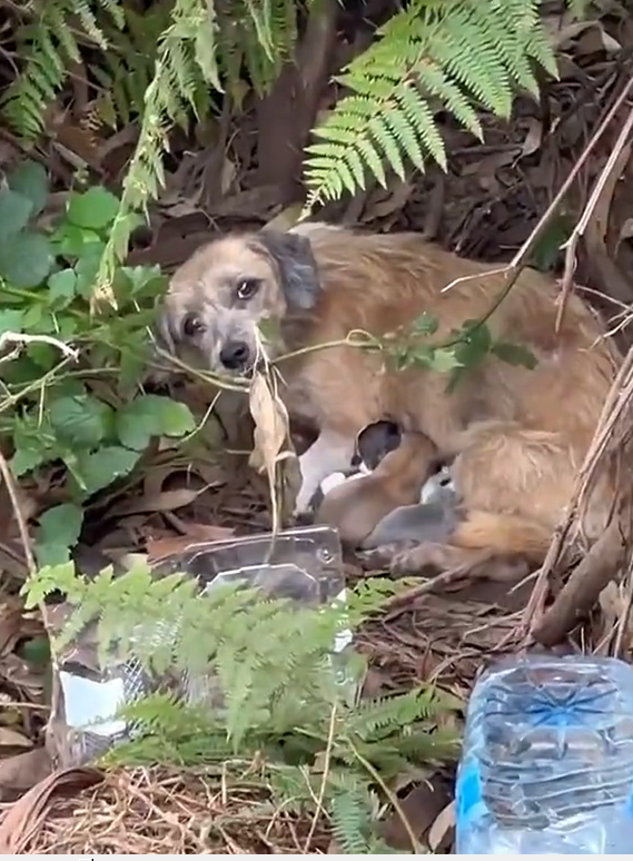 M2410022_O olhar de uma mãe fala tanto 💔 #resgateanimal #rescuepuppy #pet #adote #puppy #fypシ #resgatedeanimais #maede4patas🐶❤️ _part2
