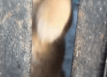 M2410011_Owner Locked Puppy Who Lost Her Mom 💔।#shorts #pets #animals_part2