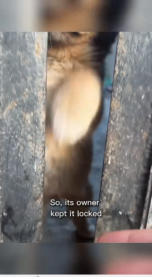 M2410011_Owner Locked Puppy Who Lost Her Mom 💔।#shorts #pets #animals_part2